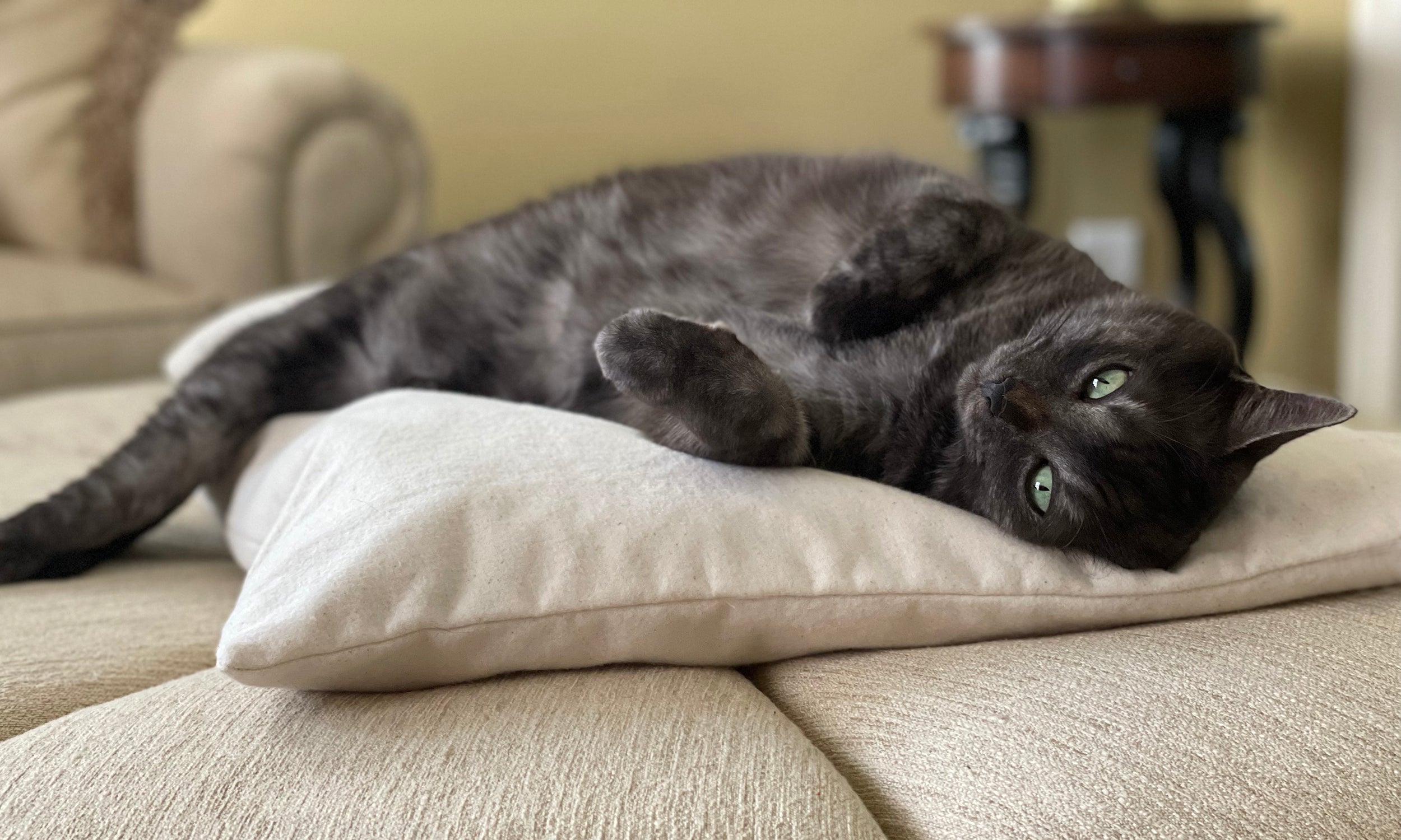 Cat sleeping outlet ball